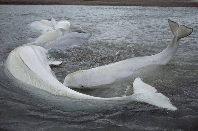鲸鱼身上的牛皮癣藤壶,甩都甩不掉,网友:好想