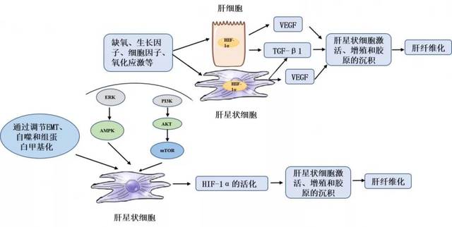 综上所述,tgfβ,mapk,pi3k/akt ( pkb) /mtor信号通路以及hif-1α