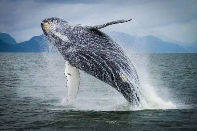 鲸鱼身上的牛皮癣藤壶,甩都甩不掉,网友:好想