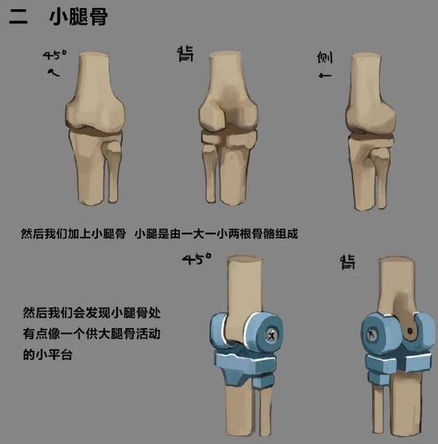 膝盖怎么画?绘画人物膝部结构的详细分解与绘画技巧!