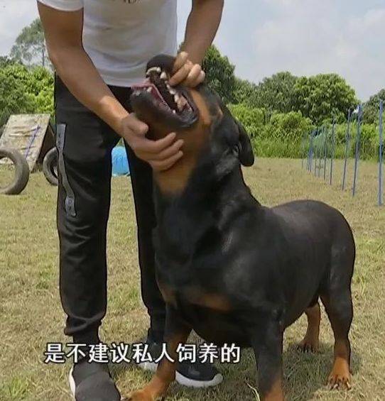 男子加班时遭3条恶犬袭击身亡,血洒满地