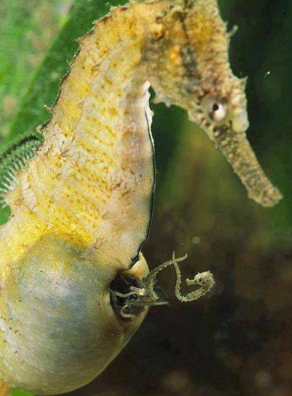 雄性海马有育子囊(俗称:育儿袋),交配期间,雌海马把卵子释放到育子囊