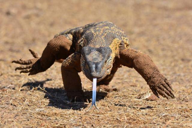 这种蜥蜴是南部非洲特有的,是非洲大陆上发现的第二长的蜥蜴,身体最重