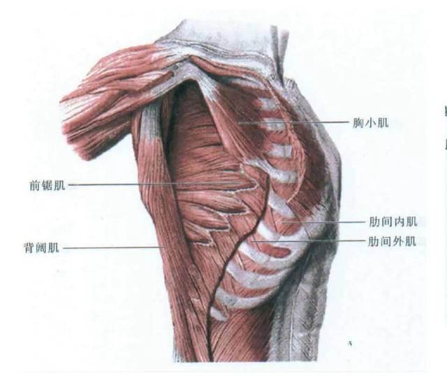 那这个时候,支持肩胛骨缩回的菱形肌,中下斜方肌无力,就会导致肩胛骨