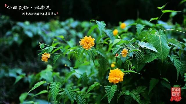 讲好蓬莱故事 | 那个贫病交加中逝去的老人,就这