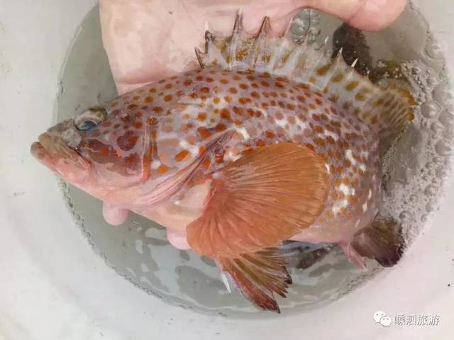 东海红石斑鱼