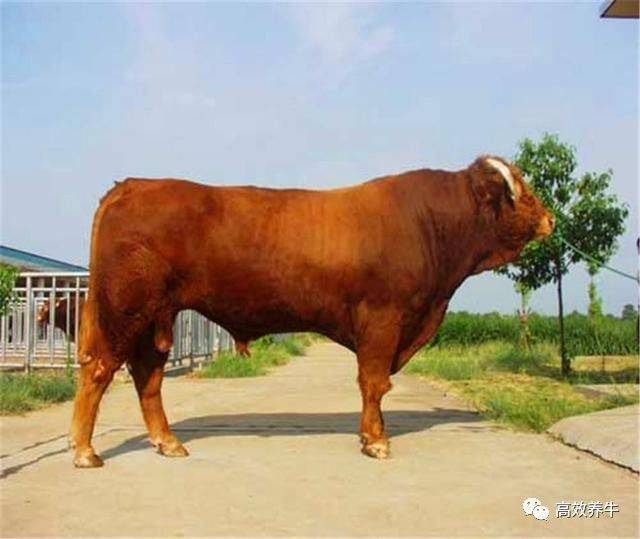 世界主要肉牛品种之四—海福特牛的特性