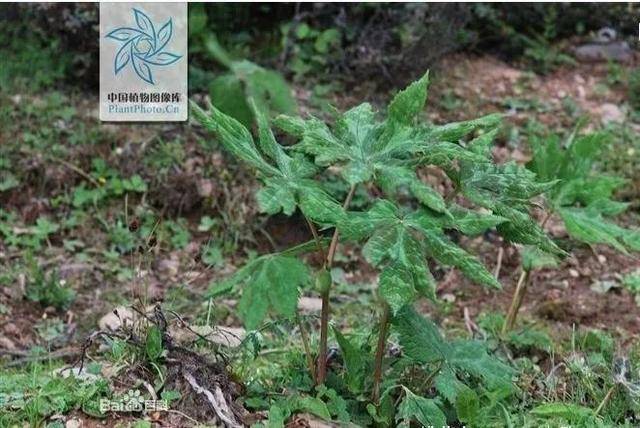 太白山野生珍稀植物 | 七十二种"七药"