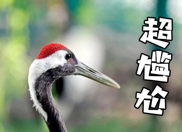 冷知识 | 你知道中国的国鸟是什么吗?