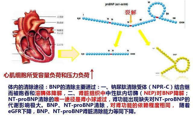 bnp与nt-probnp诊断心力衰竭的首选指标