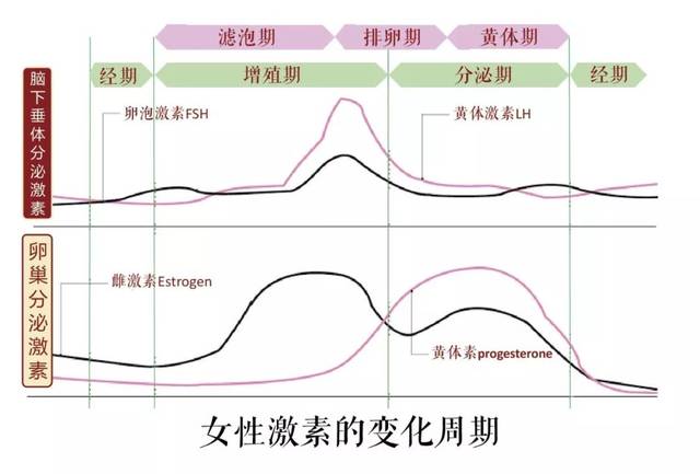 问止中医大脑百科 | 月经与雌激素:1800年前我们就知道的药