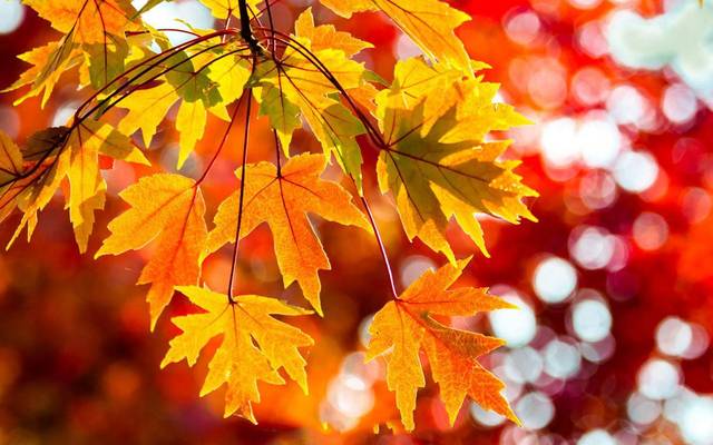 ——明代:叶小鸾《蝶恋花·立秋》图片
