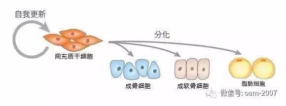 脐带间充质干细胞应用案例集锦