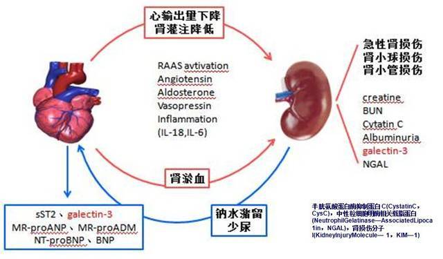 【2019cihfc】孔洪教授:标志物组在心肾综合征中的应用证据和经验