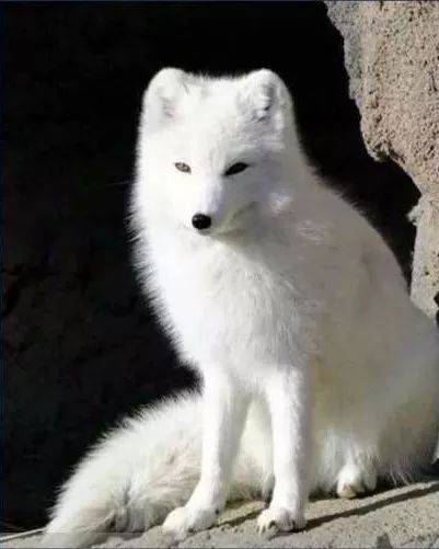 自贡荣县高石梯竟然发现一只白狐.