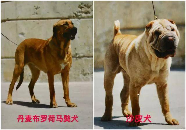 天津市建成区内禁养烈性犬,种类包括藏獒,恶霸犬等