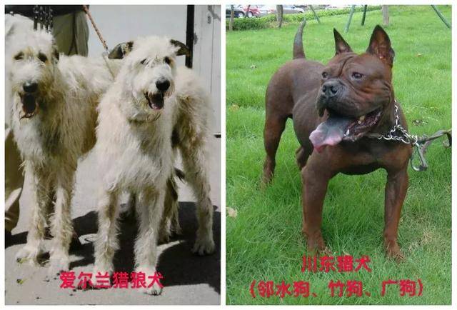 天津市建成区内禁养烈性犬,种类包括藏獒,恶霸犬等