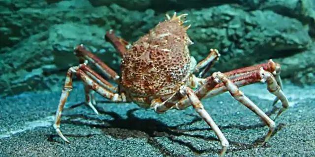 世界上最大的5种螃蟹,帝王蟹只能算"小弟"