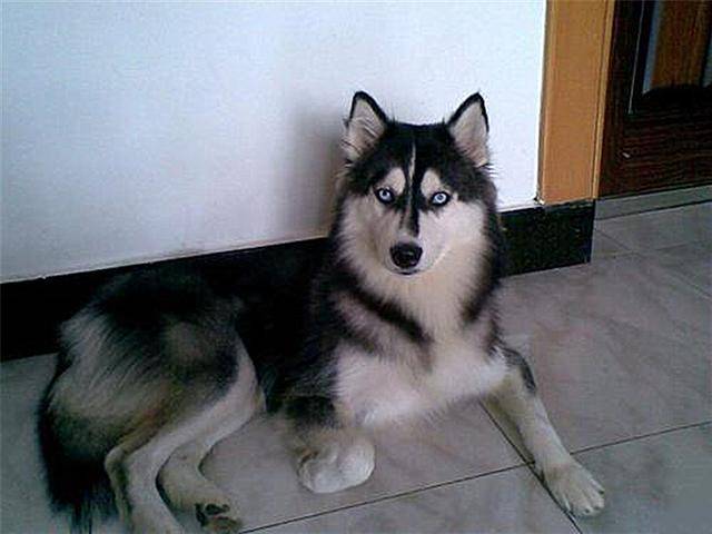 狗狗经常学狼叫?铲屎官不必担心,只是天性使然