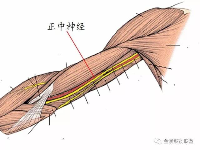 收藏丨超全肩关节解剖图解