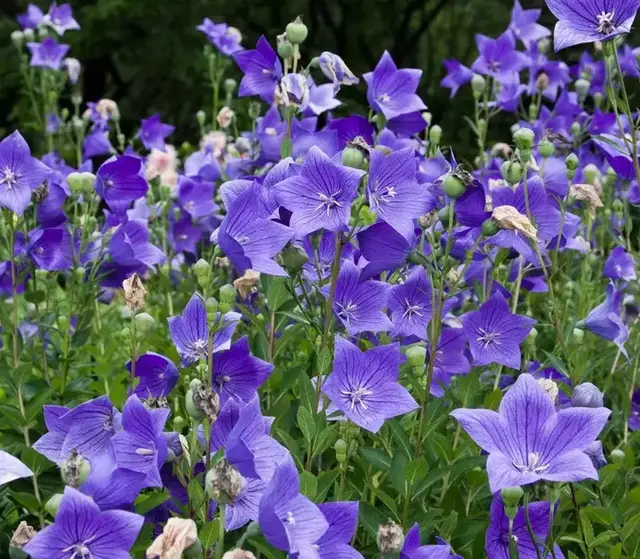 桃芝(toraji):朝鲜提供,朝鲜文为,即桔梗科桔梗属植物桔梗(platycodon