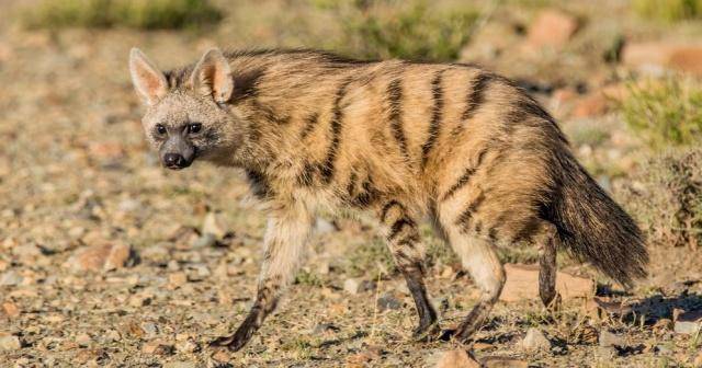 狼鬣狗复原图 犬型鬣狗呈现在约500万年前的早上新世,绝大多数品种在