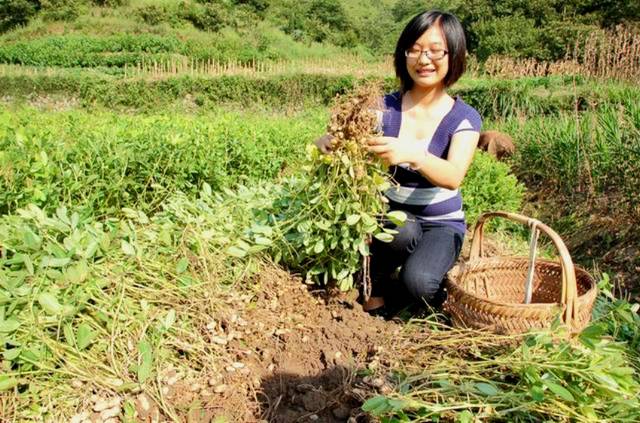 花生的起源与栽培历史(中国粮食之最连载)_手机搜狐网