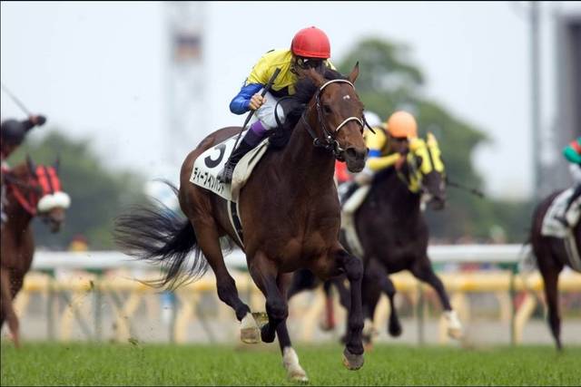 大震撼胜出菊花赏,获誉为"日本近代赛马的结晶" 大震撼2005年勇夺3岁