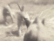 原创搞笑趣图:整这些花里胡哨的干啥?还不是一下就被撂倒了!