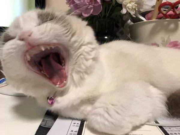 如果猫打哈欠,你一定要对着它打回去!