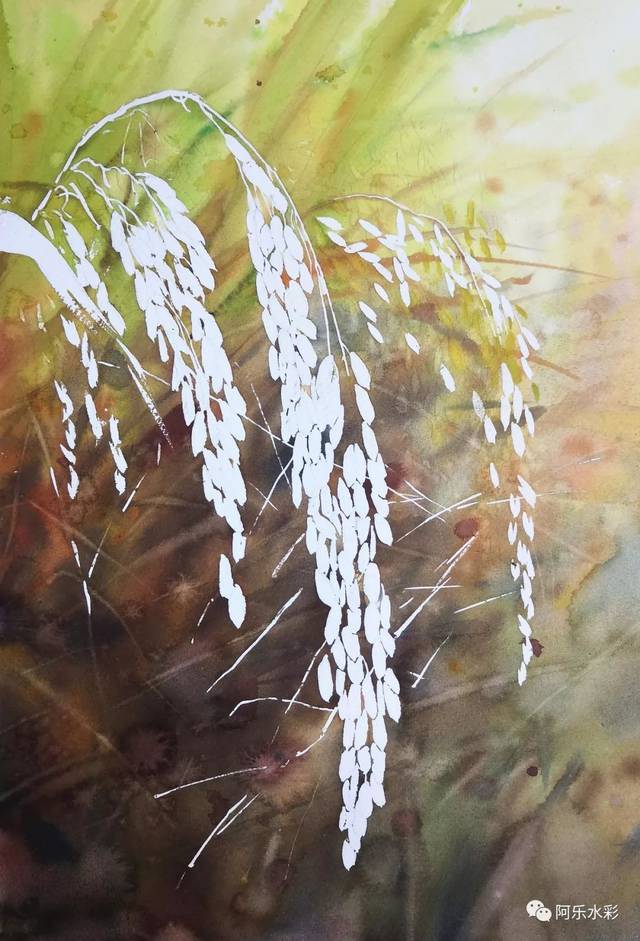 立秋,用水彩画一画稻谷