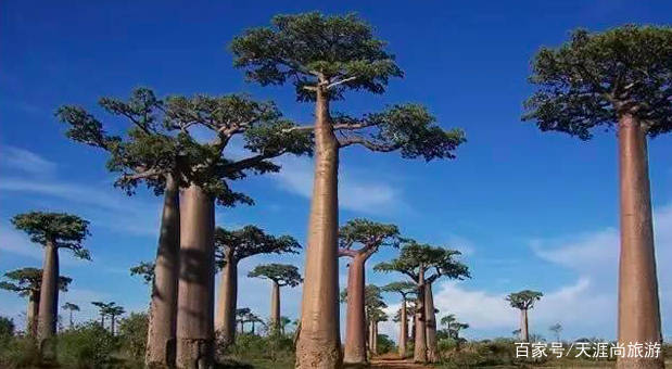 非洲人为什么懒?了解一下香肠树,网友:换作我