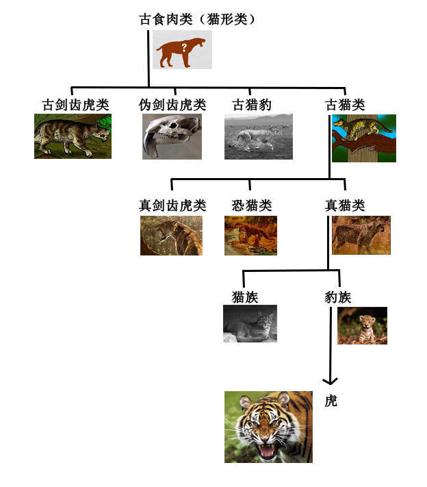 老虎是由古时期食肉类进化而来的,最早可有追溯到古食肉类中的猫形类