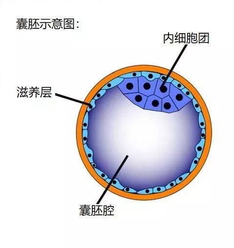 级别低能移植成功吗?