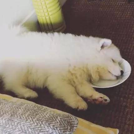 一入睡就尖叫抽搐哭泣,这条狗已经将近一年没