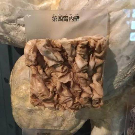 瘤胃:毛肚的主要食用部分,即是我们在市场上常见黑黑的那部分.