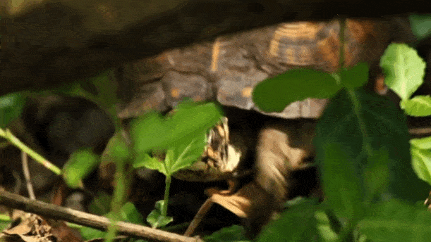 611_344gif 动态图 动图
