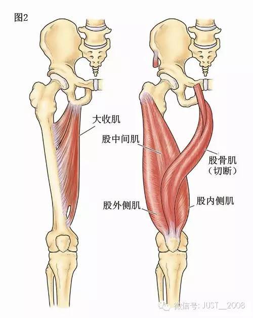 膝关节解剖学:膝关节的四面观