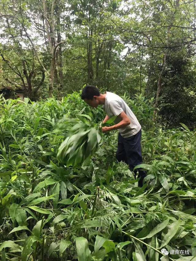 以下是王颜辉自述:由于山顶没有公路,粮食都是拖到山下别的村庄,再靠