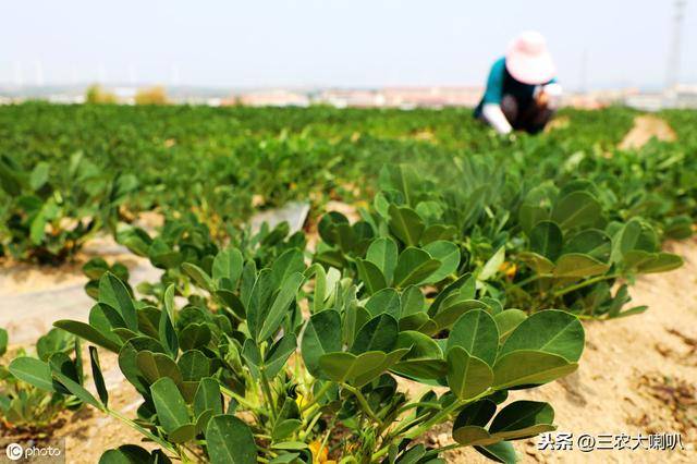 台风暴雨过后,受灾农作物如何科学管理?实用技术在这里