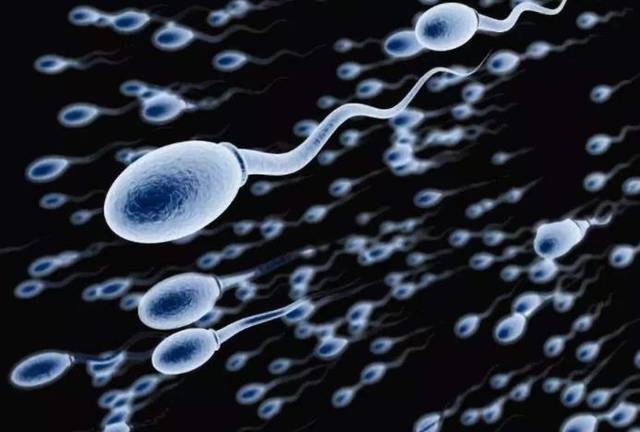 精子窝最新人口_纸上精子正常图