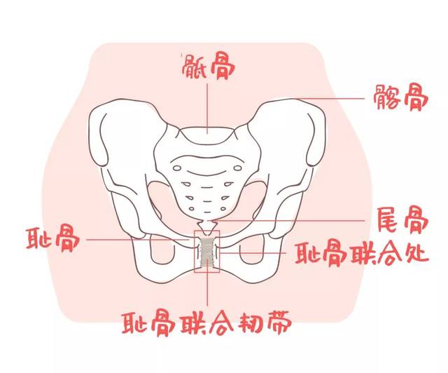 孕前女性骨盆 我们可以看到, 孕前女性耻骨联合处也有一个缝隙,大约