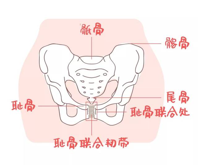 怀孕后,体内分泌的孕期激素开始发挥作用,它们让耻骨联合处的韧带