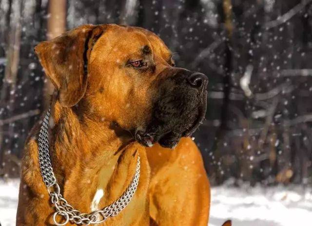 世界上著名的二十种超大型狗,你认识多少?