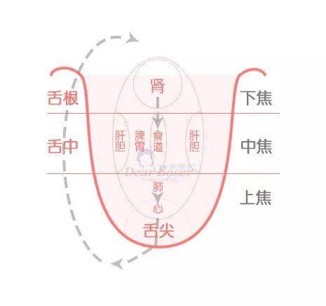 营养金字塔|日常如何通过舌诊及时发现孩子身体的小秘密?