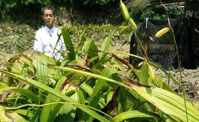 湖北蕲春陈仕焕抓住市场找饭碗种药致富