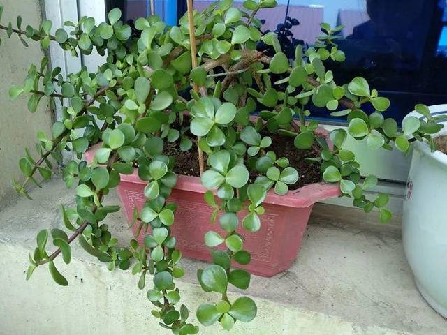 10种自制杀虫水,二锅头的威力最大,喷完虫子全