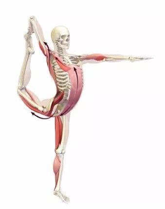 18个常见体式解剖以及"力的走向图",练瑜伽知道怎么练