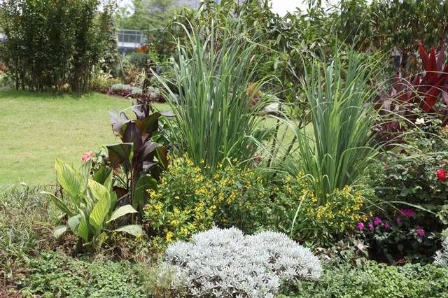 花境植物 香蜜公园—植物配置(二)