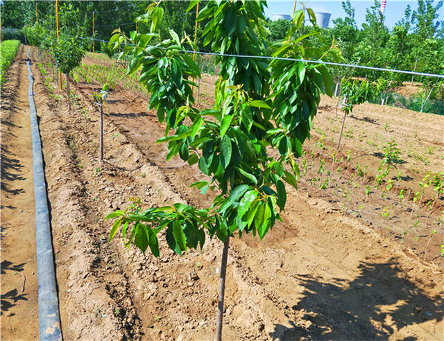 其次樱桃苗种植前先平整土地,樱桃苗挖好定植沟或定植穴.